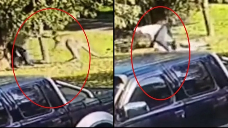 Απίστευτο βίντεο: Καγκουρό πλακώθηκε στο ξύλο με έναν άνδρα - Τον σώριασε στο έδαφος
