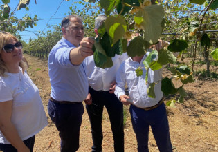 Γιώργος Στύλιος: Άμεσα η εκτίμηση των ζημιών στα ακτινίδια