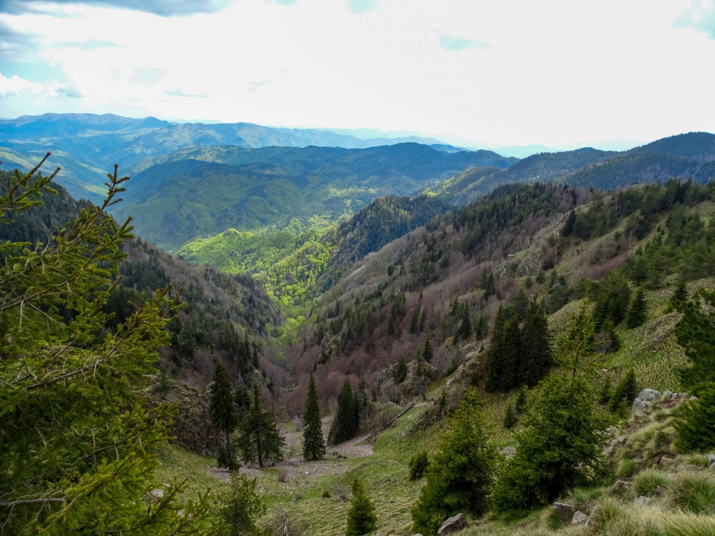 Φρακτό: Ψηλά στη Ροδόπη, το μοναδικό παρθένο δάσος της Ελλάδας