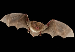 Πανούργες νυχτερίδες το παίζουν σφήκες για να γλιτώσουν από τις κουκουβάγιες