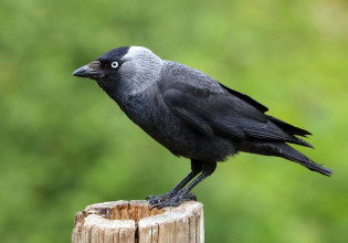 Δημοκρατία στην αποικία: Οι κάργιες ψηφίζουν διά βοής πότε θα βγουν για γεύμα