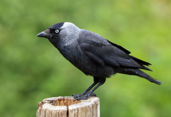 Δημοκρατία στην αποικία: Οι κάργιες ψηφίζουν διά βοής πότε θα βγουν για γεύμα