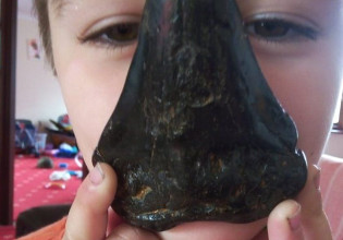 Αγόρι έψαχνε σε παραλία και βρήκε προϊστορικό δόντι καρχαρία