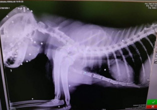 Λεμεσός: Χρησιμοποιήσαν γατάκι ως στόχο για σκοποβολή