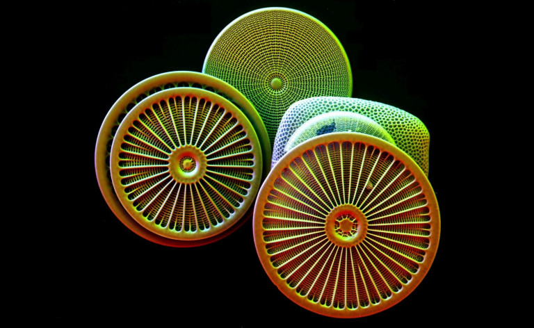 Πώς η κλιματική αλλαγή απειλεί τον μεγαλύτερο παραγωγό οξυγόνου στον πλανήτη