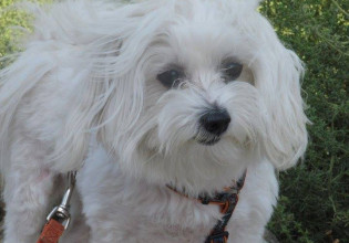 Δήμος Βύρωνα: Επεκτείνει τις δωρεάν στειρώσεις – εμβολιασμούς και στα δεσποζόμενα ζώα συντροφιάς