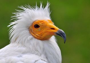 Θράκη: Φόλες απείλησαν ένα από τα τελευταία ζευγάρια του γύπα Ασπροπάρη