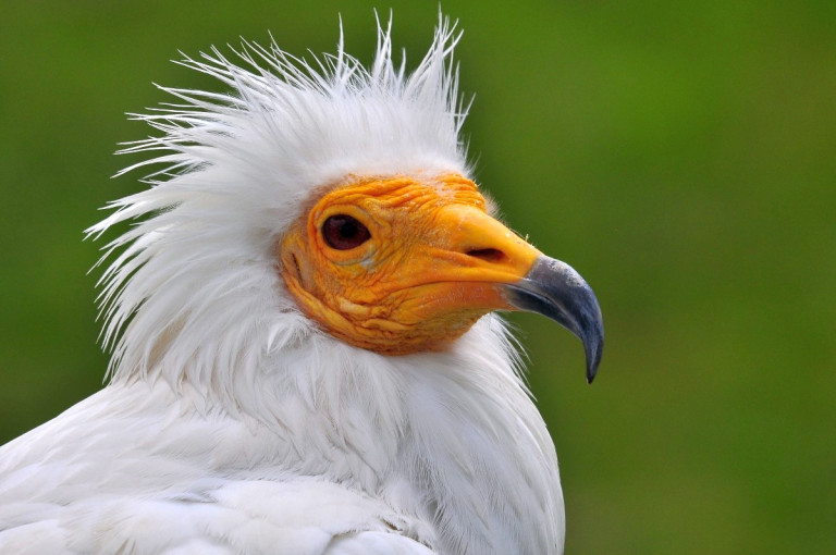 Θράκη: Φόλες απείλησαν ένα από τα τελευταία ζευγάρια του γύπα Ασπροπάρη