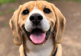 Μύκονος: Δίνουν… 1.000 ευρώ το μήνα για babysitting σκύλου – Η αγγελία που έγινε viral