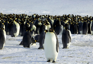 Οι αυτοκρατορικοί πιγκουίνοι κινδυνεύουν με εξαφάνιση – Ίσως να μην υπάρχουν ως το 2100