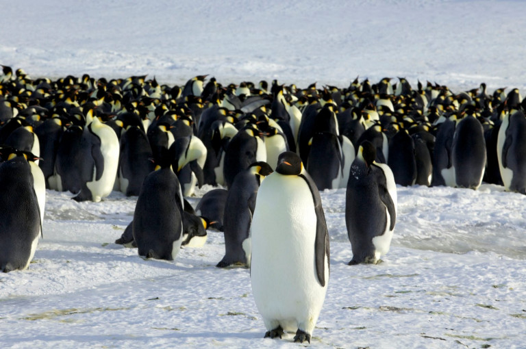 Οι αυτοκρατορικοί πιγκουίνοι κινδυνεύουν με εξαφάνιση – Ίσως να μην υπάρχουν ως το 2100