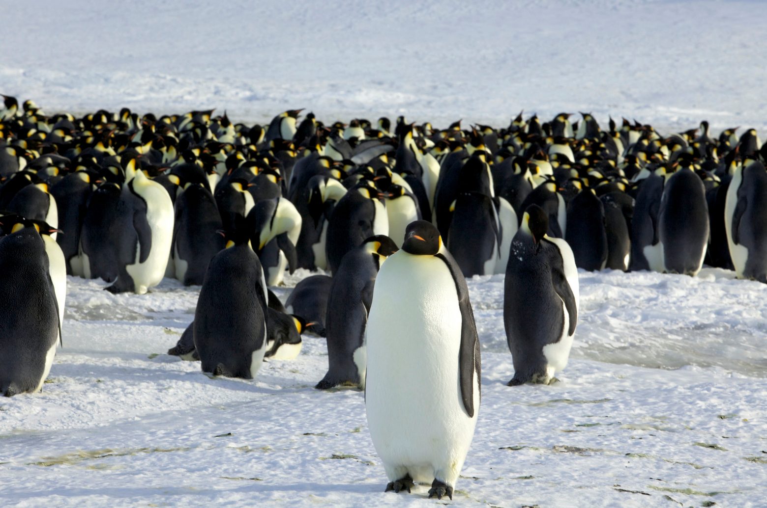 Οι αυτοκρατορικοί πιγκουίνοι κινδυνεύουν με εξαφάνιση - Ίσως να μην υπάρχουν ως το 2100