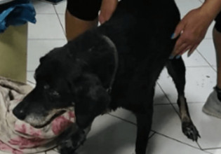 Χανιά: Έσερνε με το αυτοκίνητο τον γέρικο σκύλο του δεμένο στον προφυλακτήρα