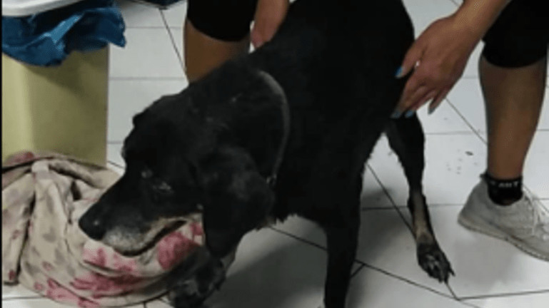 Χανιά: Έσερνε με το αυτοκίνητο τον γέρικο σκύλο του δεμένο στον προφυλακτήρα