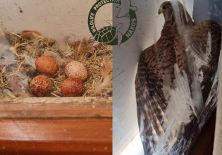 Νάξος: Ξενοδοχείο δεν ανοίγει παράθυρο δωματίου για να κλωσήσει γεράκι τα αυγά του