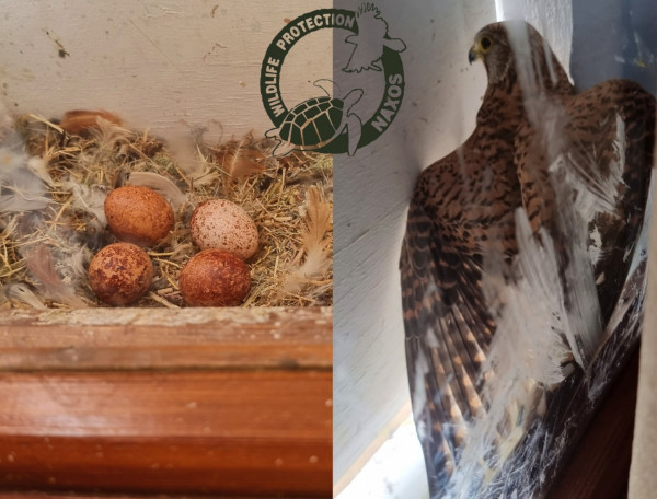 Νάξος: Ξενοδοχείο δεν ανοίγει παράθυρο δωματίου για να κλωσήσει γεράκι τα αυγά του