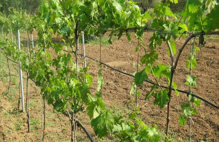 Αμπέλι: Προσβολές περονόσπορου και ωίδιου – Μέτρα αντιμετώπισης