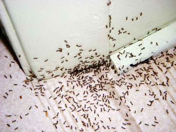 Έχετε πρόβλημα με τα μυρμήγκια στο σπίτι σας; – Έτσι θα απαλλαγείτε μια και καλή