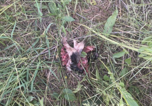 Ηλεία: Άνθρωπος ή κτήνος; Σκότωσε με χορτοκοπτικό εννιά κουταβάκια [Σκληρές εικόνες]