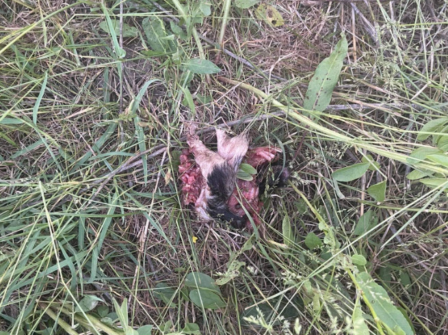 Ηλεία: Άνθρωπος ή κτήνος; Σκότωσε με χορτοκοπτικό εννιά κουταβάκια [Σκληρές εικόνες]