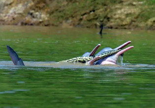 Δελφίνια συνελήφθησαν σε μη συναινετική συνεύρεση με φίδι