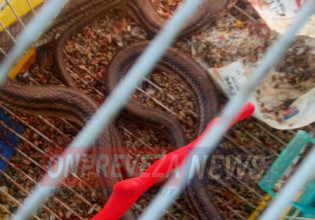 Πρέβεζα: Φίδι μπήκε μέσα σε κλουβί και έφαγε 15 καναρίνια