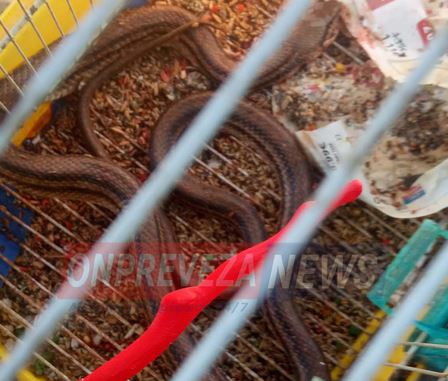 Πρέβεζα: Φίδι μπήκε μέσα σε κλουβί και έφαγε 15 καναρίνια