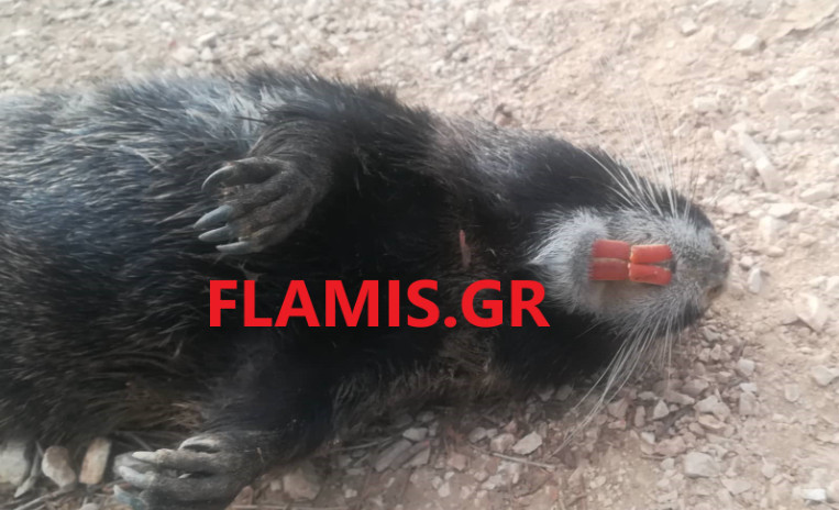 Πάτρα: Γιγάντιο τρωκτικό με δόντια κάστορα σε πλαζ  – Άναυδοι οι περαστικοί