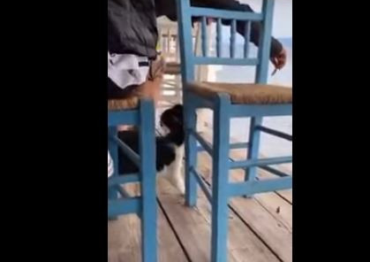 Αιδηψός: Βίντεο σοκ – Άντρας δελέασε με φαγητό γάτα και την κλώτσησε στη θάλασσα