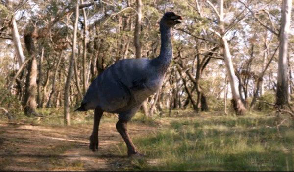 Οι πρώτοι κάτοικοι της Αυστραλίας έτρωγαν αβγά σε μέγεθος πεπονιού