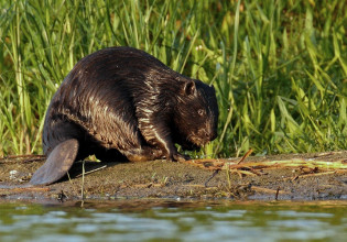 Δεκαετίες μετά την εξαφάνισή του, ο κάστορας ετοιμάζεται να επιστρέψει στην Ελλάδα