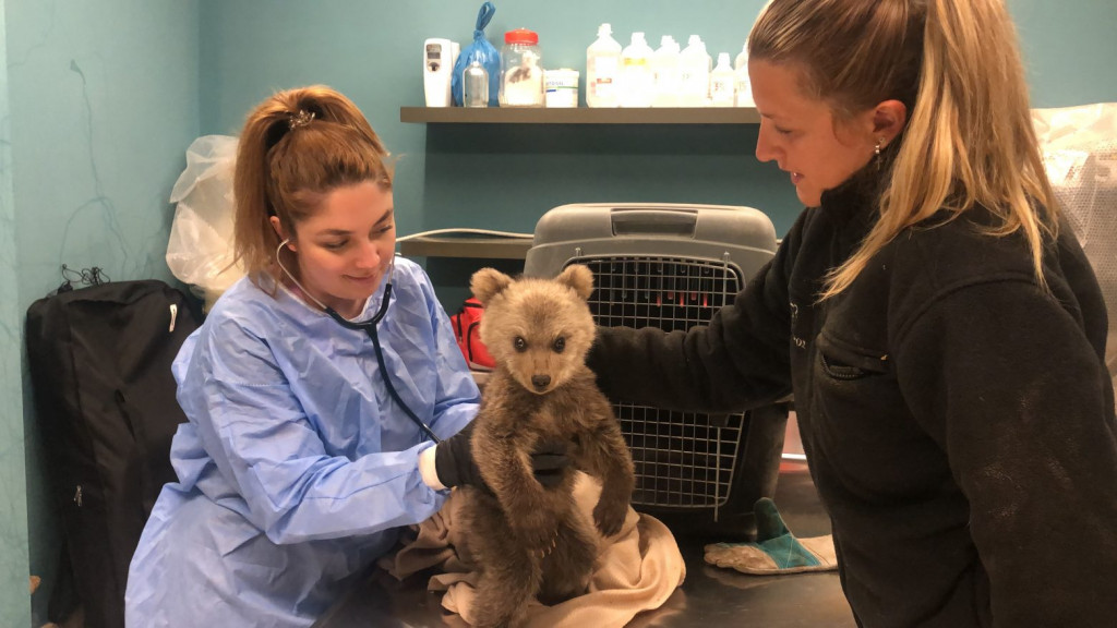 Ο Αρκτούρος περιέθαλψε ένα ζωντανό αρκουδάκι, μικρότερο από … παιδικό παιχνίδι