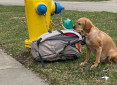 Παράτησε τον σκύλο του με μια τσάντα κι ένα σημείωμα με εξηγήσεις – Συγκινητική απάντηση της φιλοζωικής