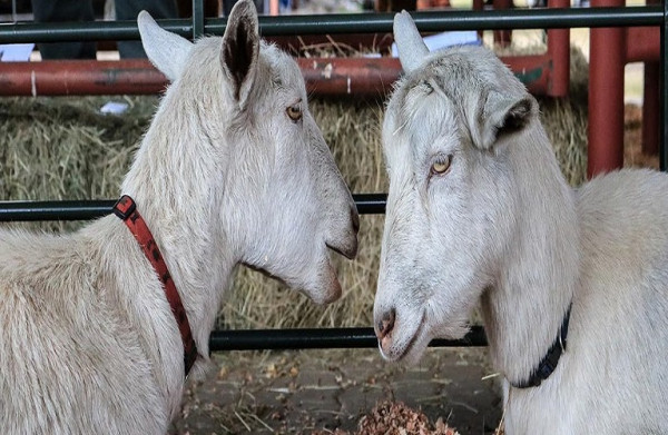 Αιγοπρόβατα: Πώς μολύνονται τα κοπάδια από την παραφυματίωση – Μέτρα πρόληψης