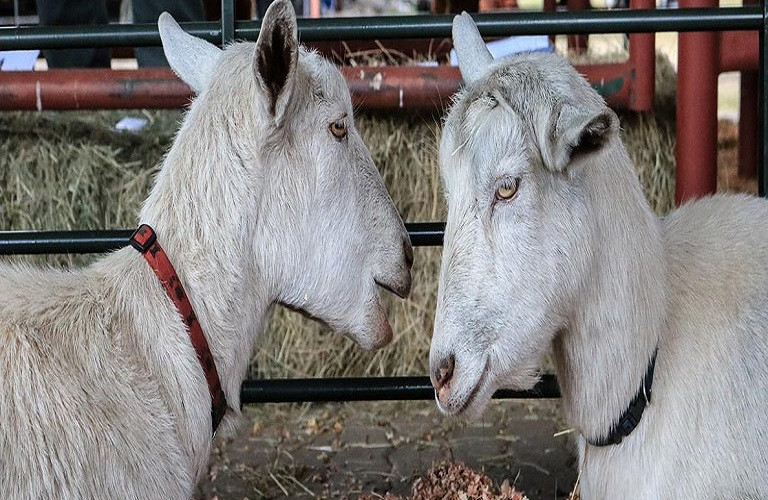 Αιγοπρόβατα: Πώς μολύνονται τα κοπάδια από την παραφυματίωση – Μέτρα πρόληψης
