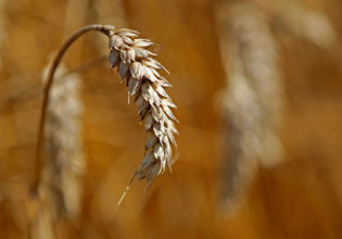 Γαλλία: Ξηρασία που «καίει» και τα σπαρτά