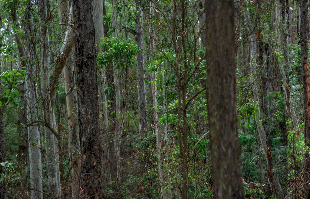 Η Δανάη Στράτου παρουσιάζει τη νέα της εικαστική δουλειά με θέμα τη φωτιά και το περιβάλλον
