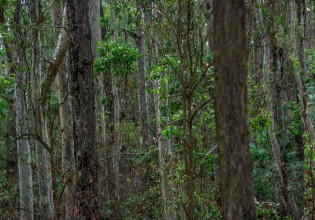 Η Δανάη Στράτου παρουσιάζει τη νέα της εικαστική δουλειά με θέμα τη φωτιά και το περιβάλλον