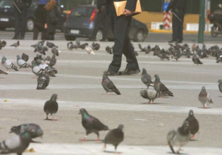 Θεσσαλονίκη: 12 μήνες φυλάκιση και πρόστιμο 5.000 ευρώ για τον αποκεφαλισμό περιστεριού