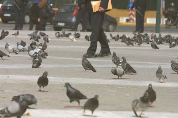Θεσσαλονίκη: 12 μήνες φυλάκιση και πρόστιμο 5.000 ευρώ για τον αποκεφαλισμό περιστεριού