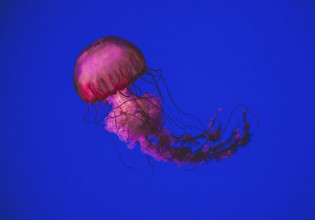 Μωβ Μέδουσες: Πού έχουν εμφανιστεί στην Ελλαδα – Διαδραστικός χάρτης