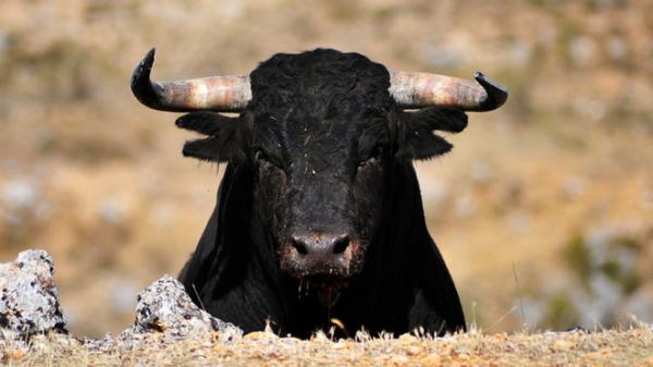 Λάρισα: Στο νοσοκομείο δύο εργάτες μετά από επίθεση ταύρου