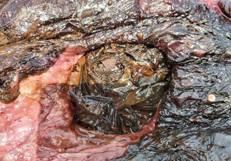 Νεκρός ζιφιός εντοπίστηκε στη Ρόδου – Είχε καταπιεί πλαστικά