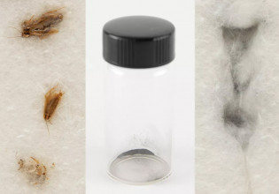 Στο σφυρί τρεις κατσαρίδες που έφαγαν φεγγαρόσκονη της αποστολής Apollo 11