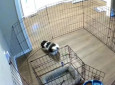 Πανέξυπνος σκύλος βρίσκει κόλπο για να αποδράσει από το κλουβί του – Δείτε το βίντεο
