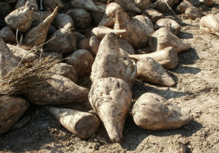 Τεύτλα: Ενστάσεις παραγωγών για το ύψος της συνδεδεμένης ενίσχυσης