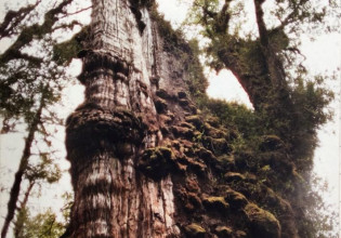 Στη Χιλή ανακάλυψαν οι επιστήμονες δέντρο που έχει ζωή περισσότερα από 5000 έτη