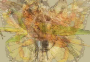 Εσείς τι βλέπετε στη φωτογραφία; – Εκπληκτικό τεστ ψυχολογίας