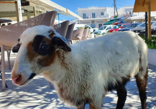 Ελπίδα, το πρόβατο που… πάει σούπερ μάρκετ και «πίνει» καφέ