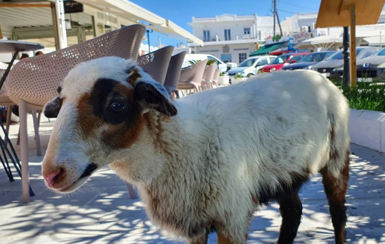 Ελπίδα, το πρόβατο που… πάει σούπερ μάρκετ και «πίνει» καφέ